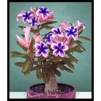 Great Adenium Plant 1a-adenium plant-6077244-58773.webp